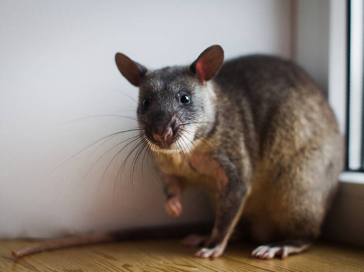 Where have giant ‘cat-sized’ rats been spotted in the UK? What you need to know about 22-inch rodents