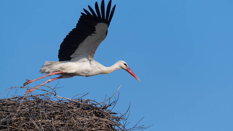 White stork