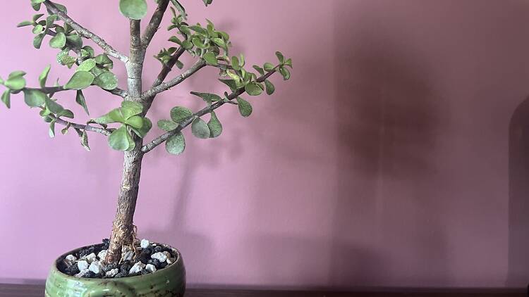 A bonsai tree is pictured in front of a maroon wall. 