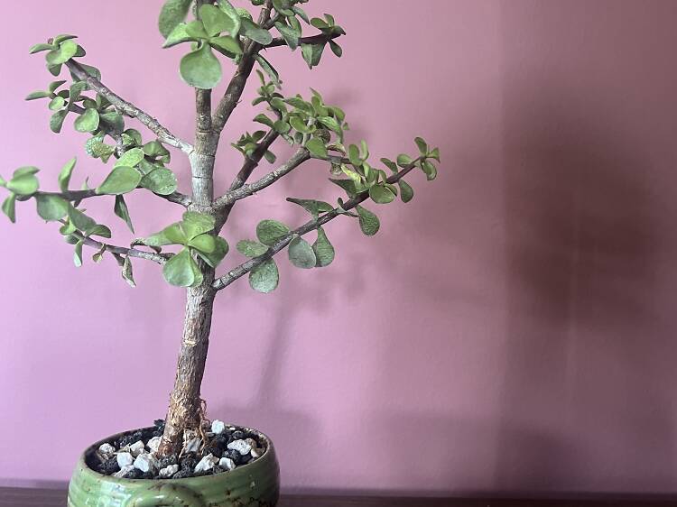 Beginner Bonsai 101 at Konbini & Kanpai