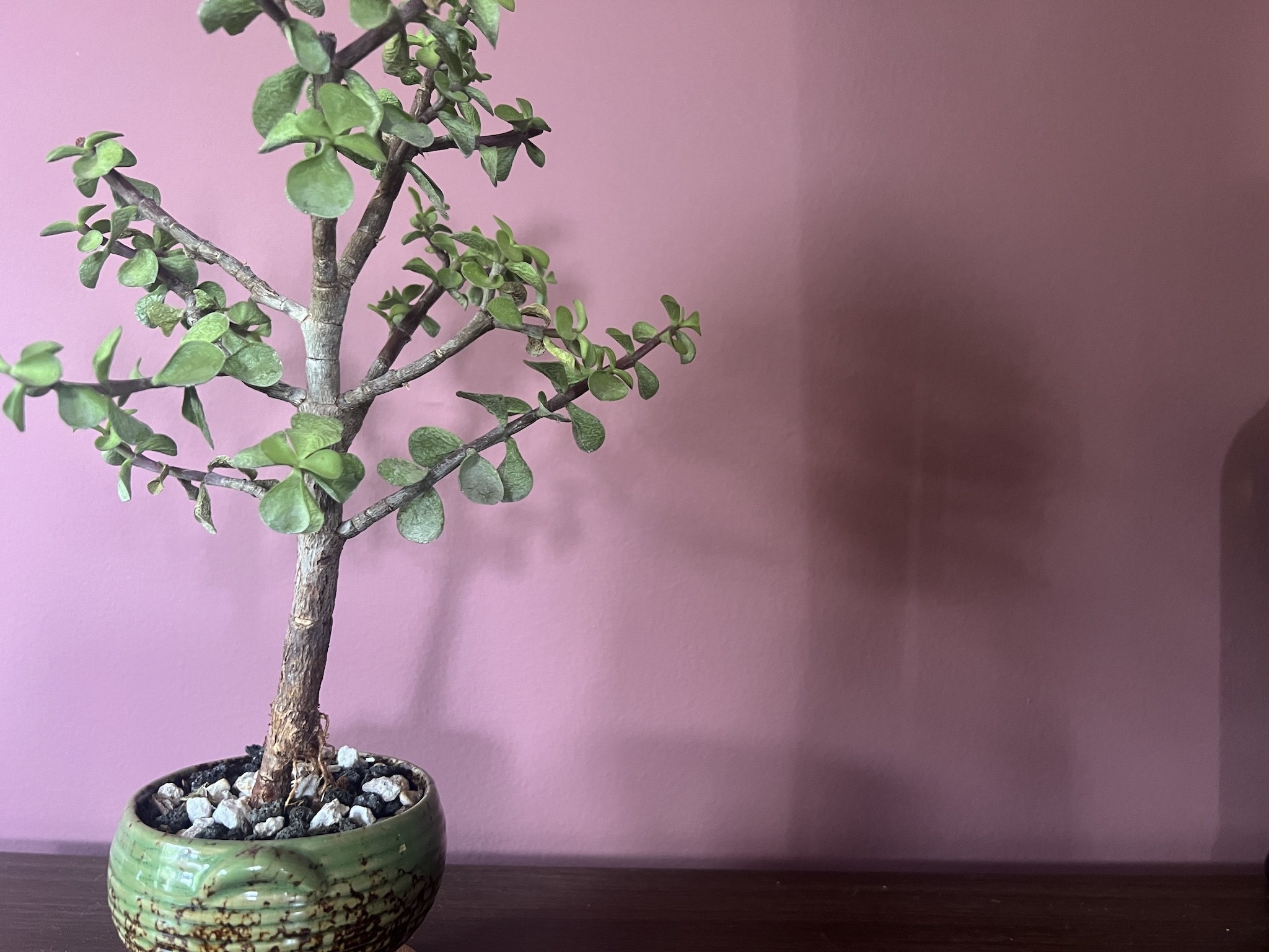 juniperus itoigawa bonsai Itoigawa juniper whips- 1 year old – Left Coast Bonsai main image 0