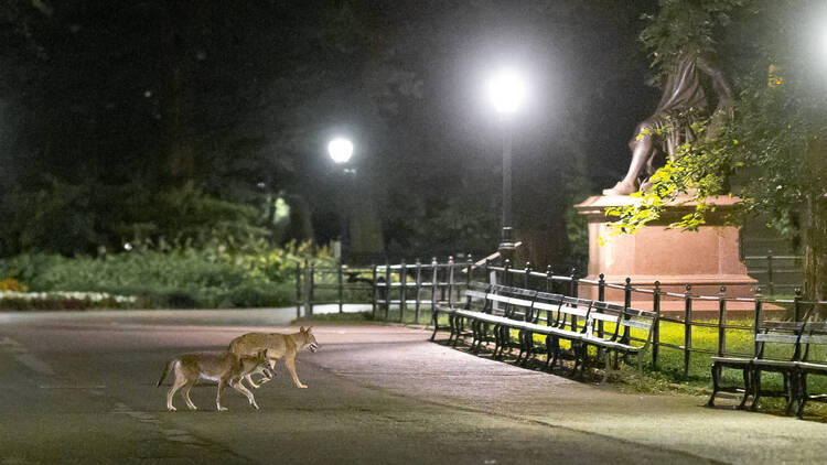 Coyotes in Central Park