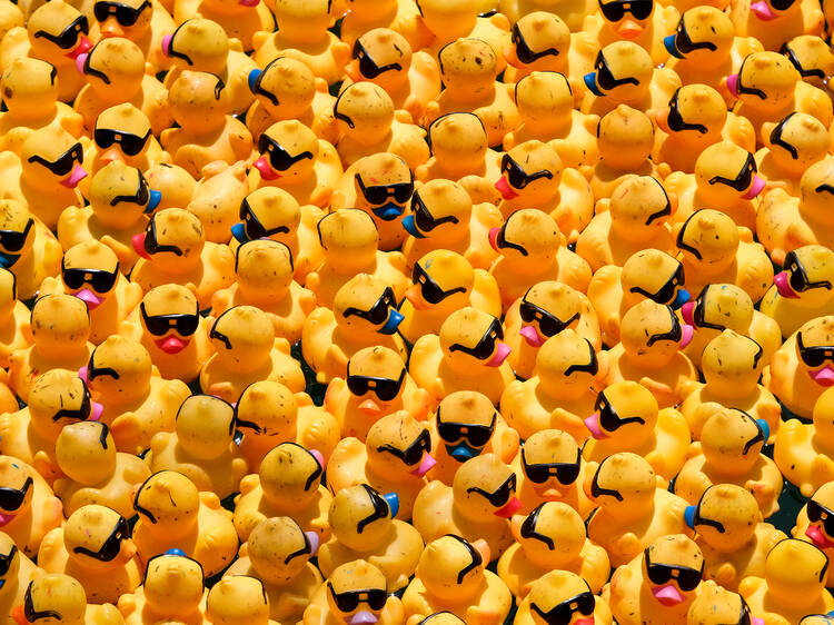 The Chicago Ducky Derby will bring 100,000 rubber duckies to the Chicago River tomorrow