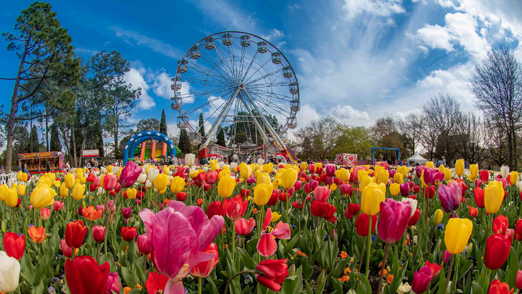 Field of flowers