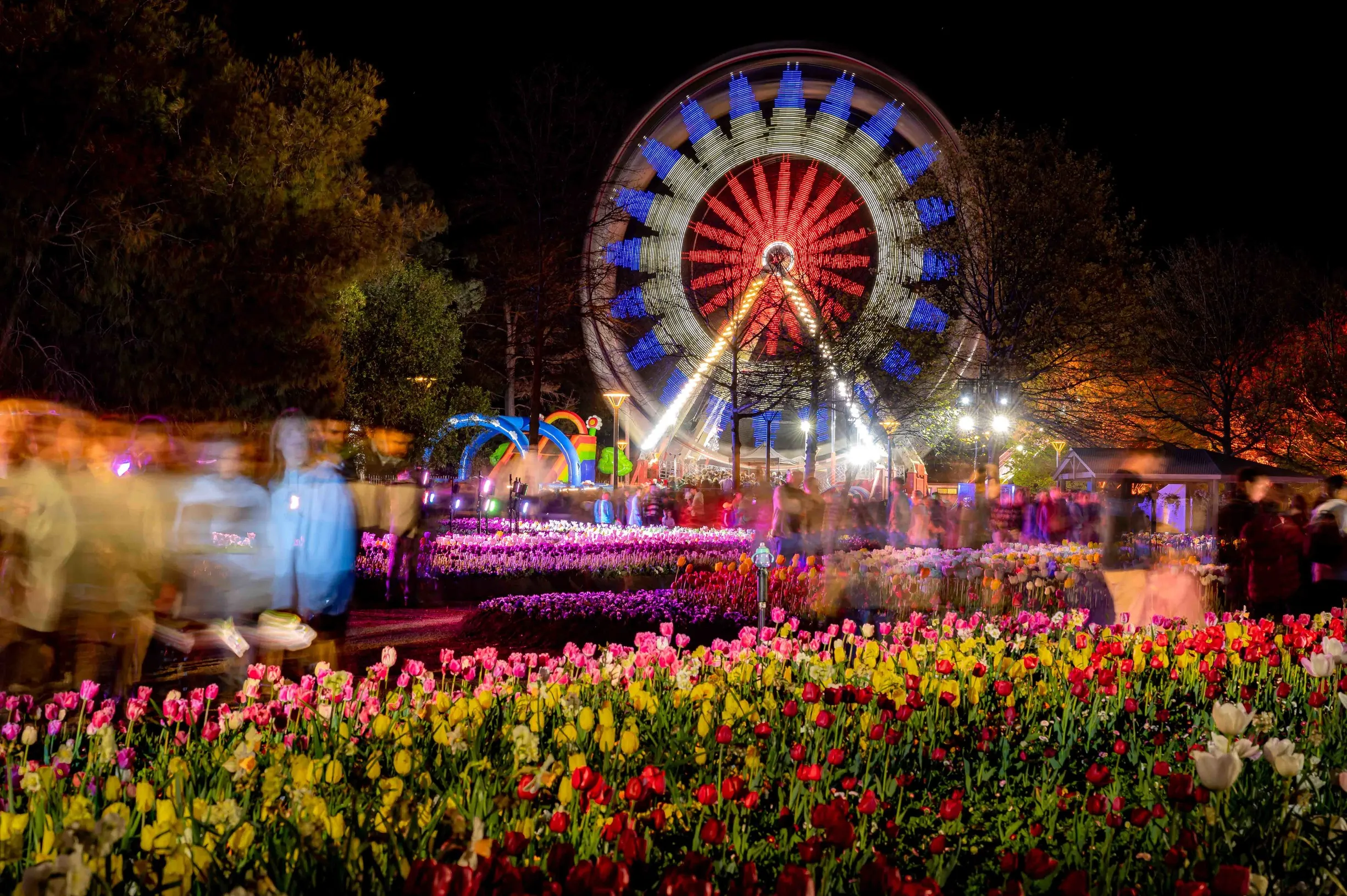 Floral field at night
