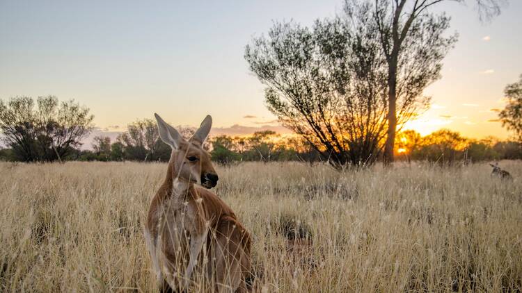 Kangaroo in paddock
