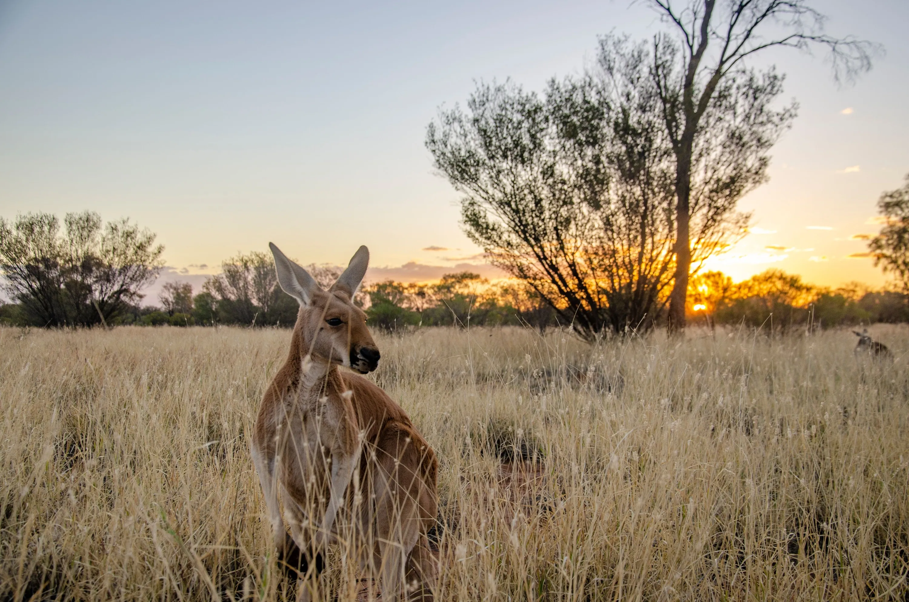 Kangaroo in paddock