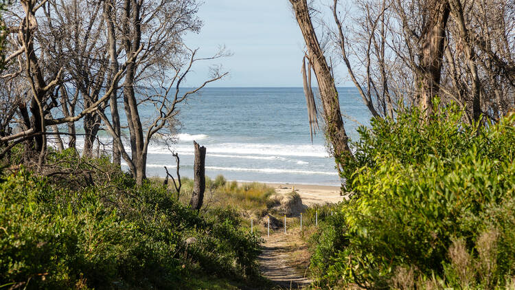 Path to the beach from Banksia Bluffs Campground at Cape Conran Coast Park