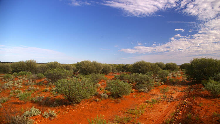 Desert with shrubs