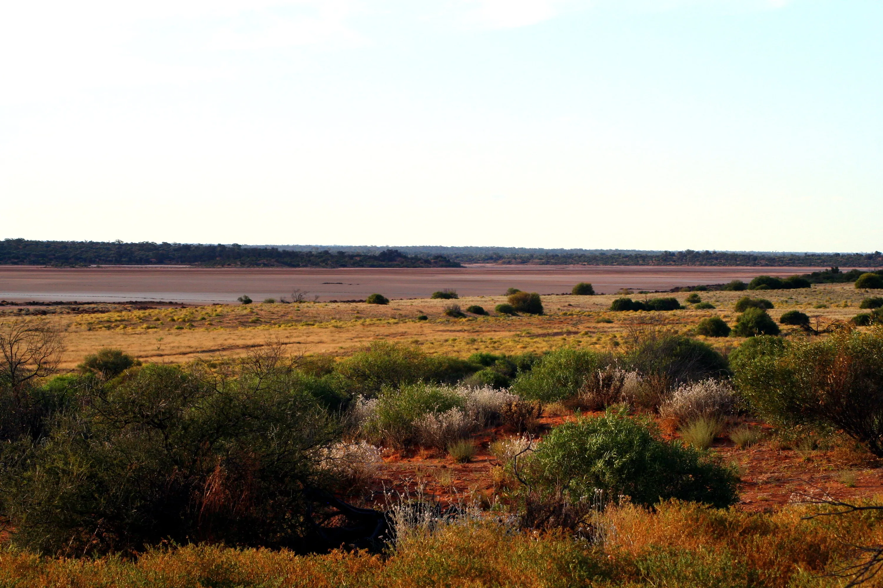 Shrubs in desert