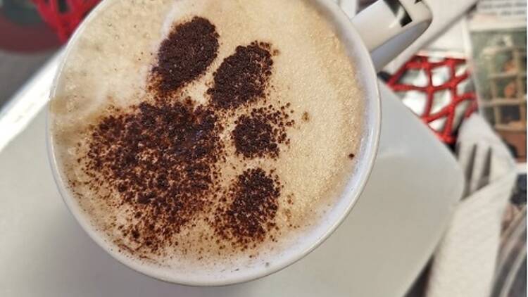 Cat Heaven Rescue Cat Café    