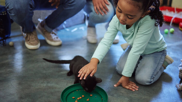 Volunteer at an animal shelter