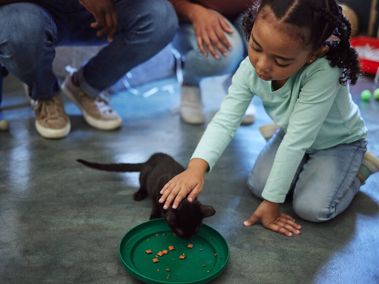 Volunteer at an animal shelter