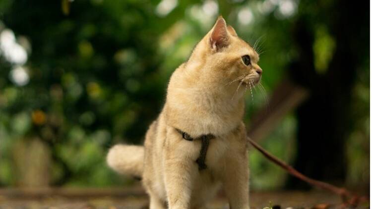 Walking your cat at Green Point Urban Park