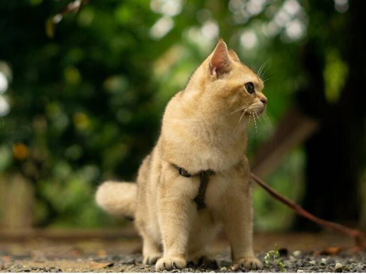 Walking your cat at Green Point Urban Park