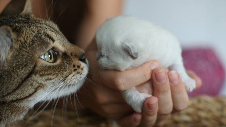 8 ways to celebrate International Cat Day