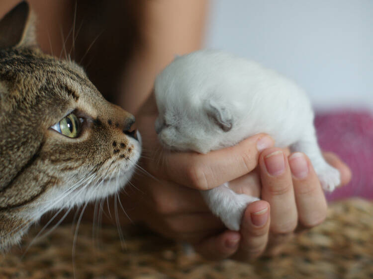8 ways to celebrate International Cat Day