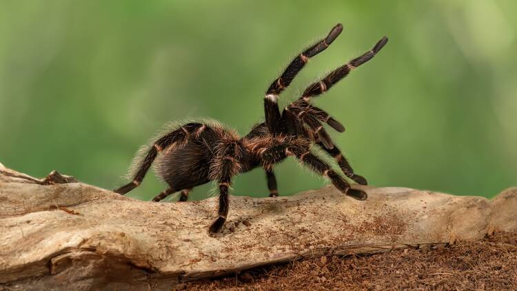 tarantula