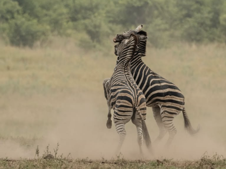 iKhaya LamaDube – Dinokeng