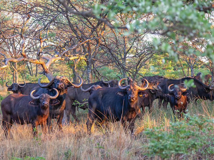 The best safari escapes close to Johannesburg