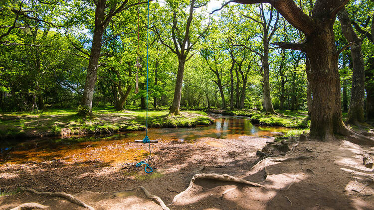New Forest, England