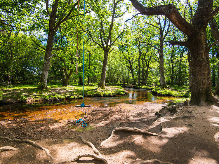 The wild, magical forest that is one of the best day trips from London