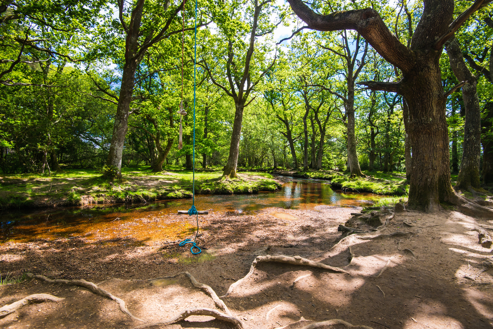 This wild, magical forest is one of the best day trips from London