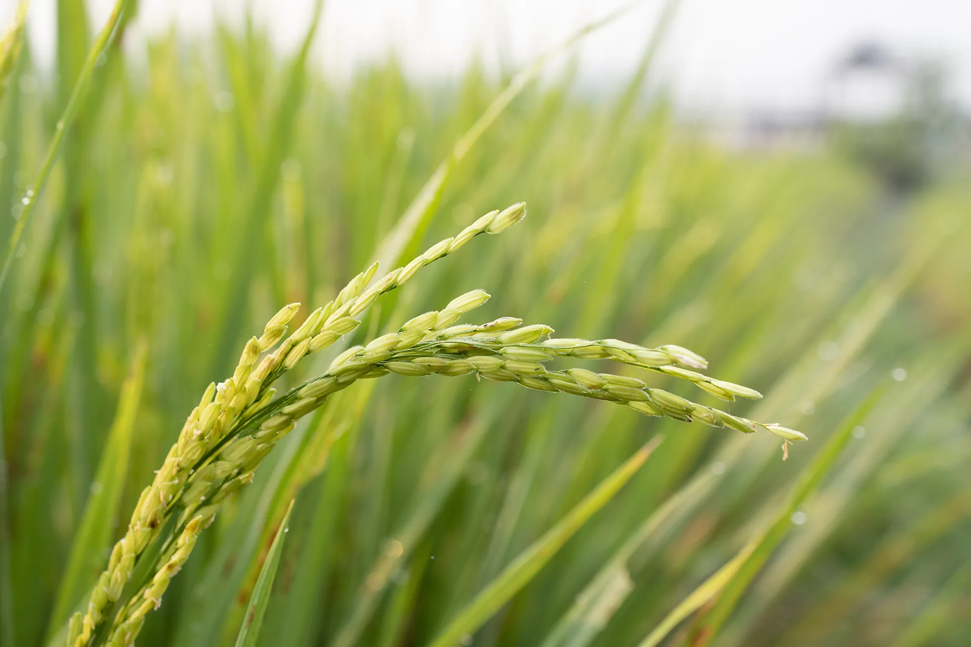 Thai Hom Mali rice plant