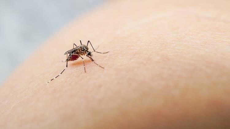 Mosquito sucking blood on human skin cause sick, Malaria,Dengue,Chikungunya,Mayaro fever,Dangerous Zica virus,influenza,Zika virus