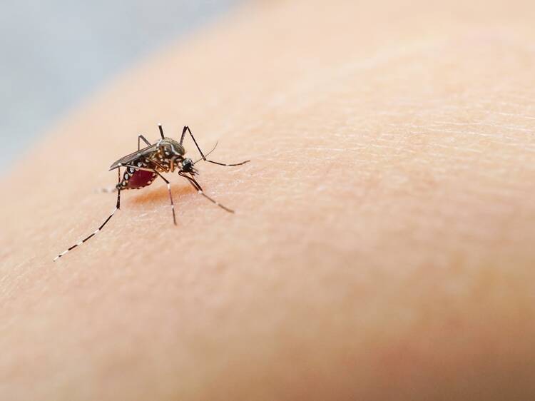 Chikungunya in Asia: What travellers need to know right now