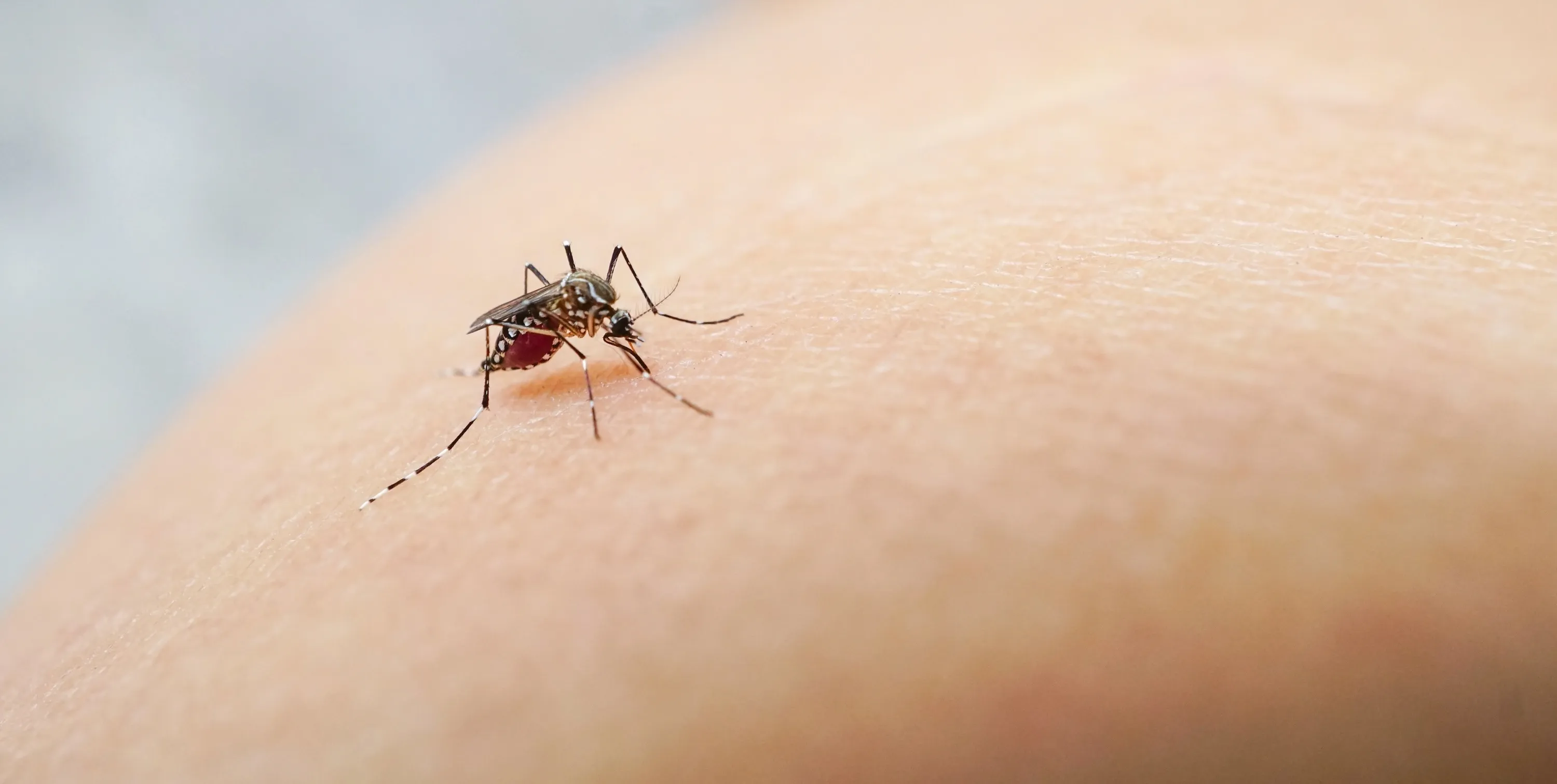 Mosquito sucking blood on human skin cause sick, Malaria,Dengue,Chikungunya,Mayaro fever,Dangerous Zica virus,influenza,Zika virus
