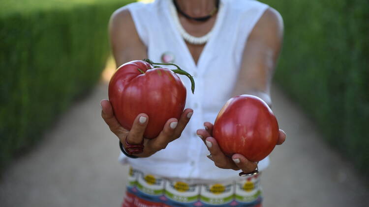 Festa do Tomate Coração de Boi do Douro