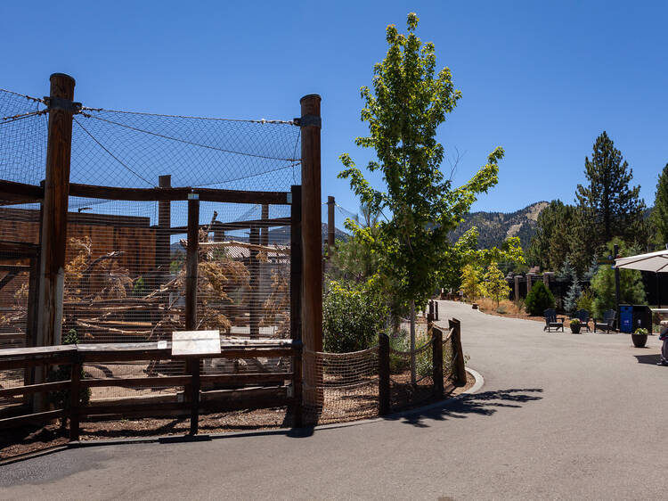 See rehabilitated wildlife at the Big Bear Alpine Zoo