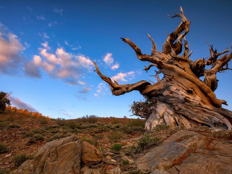 Grandview Campground, White Mountains