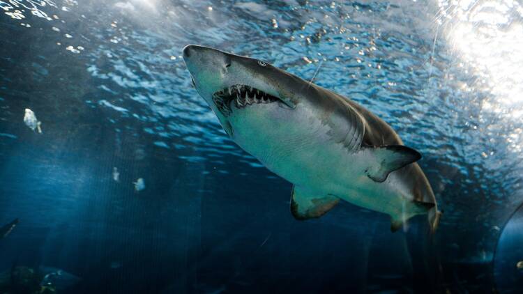 Great white shark in water