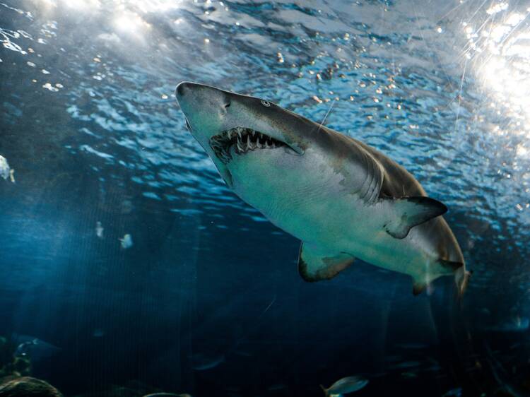 Wild! These are the top ten animals most likely to put you in hospital in Australia
