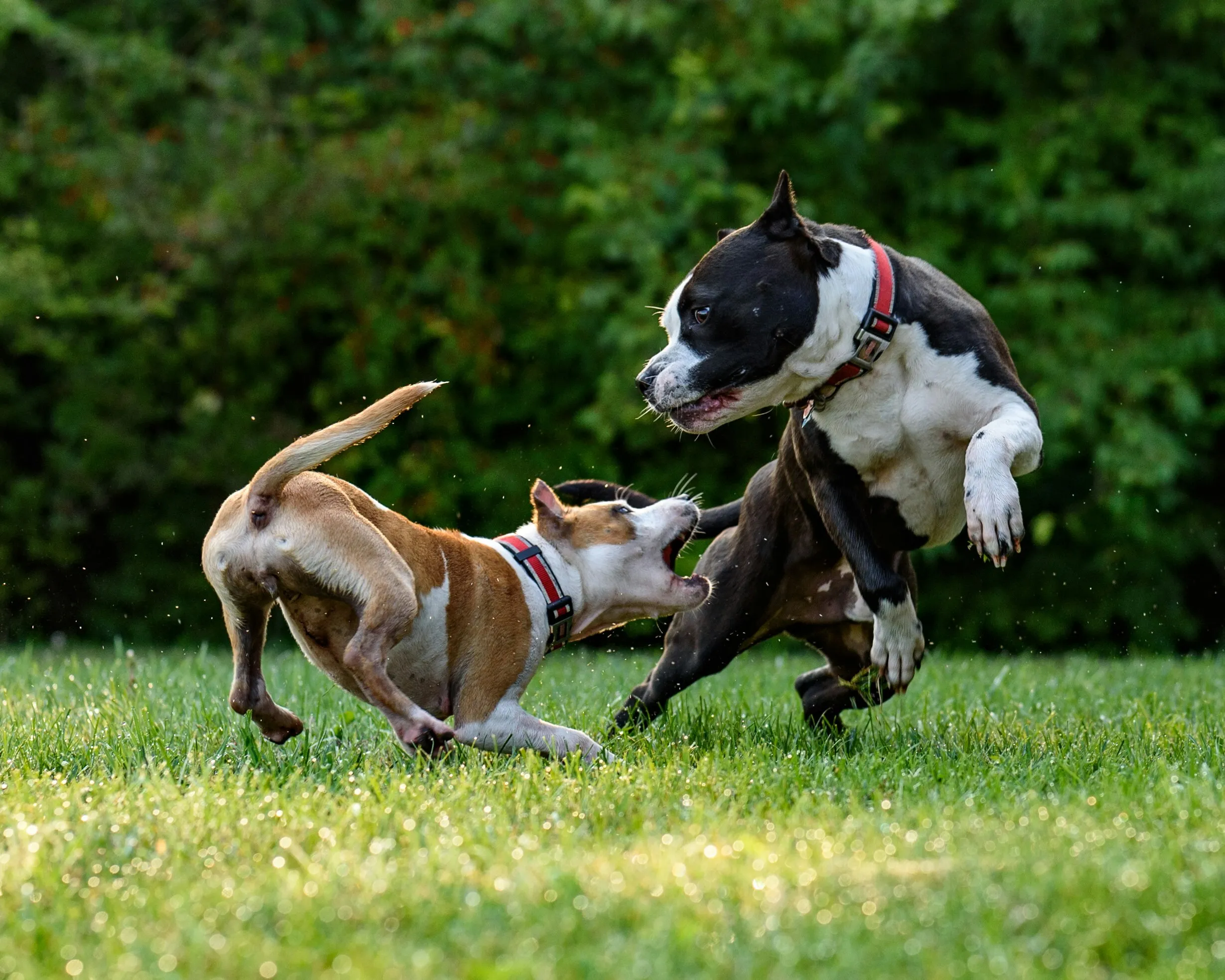 Dogs playing in park