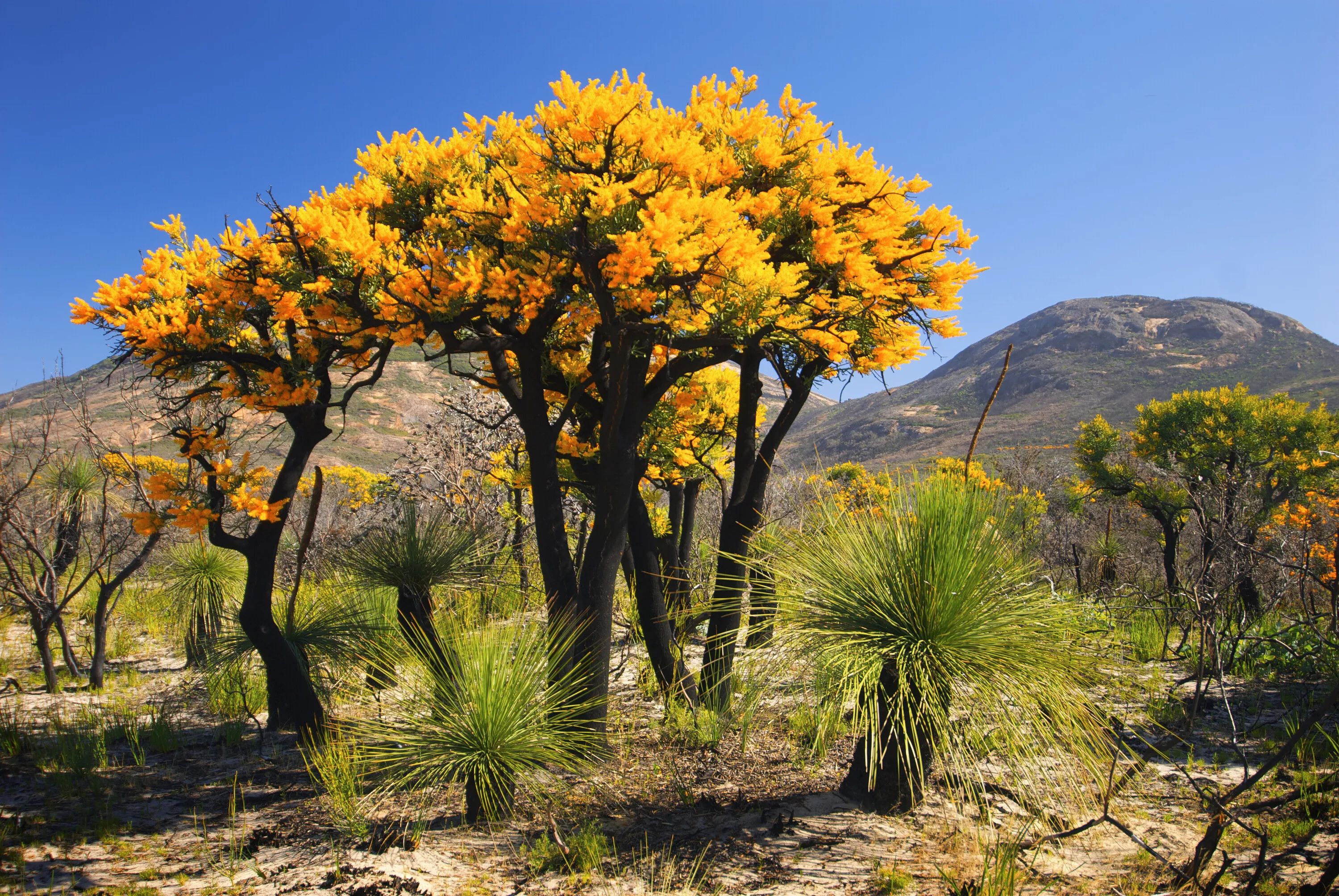 Western Australian Christmas tree