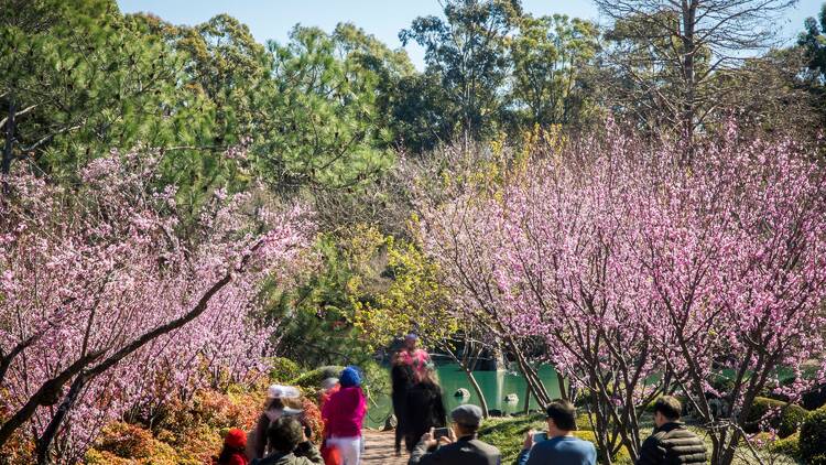 People enjoying a visit to the Cherry Blossom Festival in Auburn Botanic Gardens, Sydney.