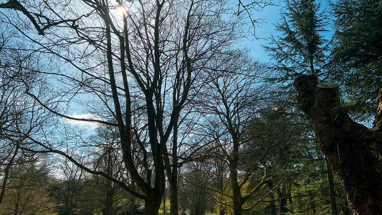 Potter around the pristine gardens of Cannizaro Park