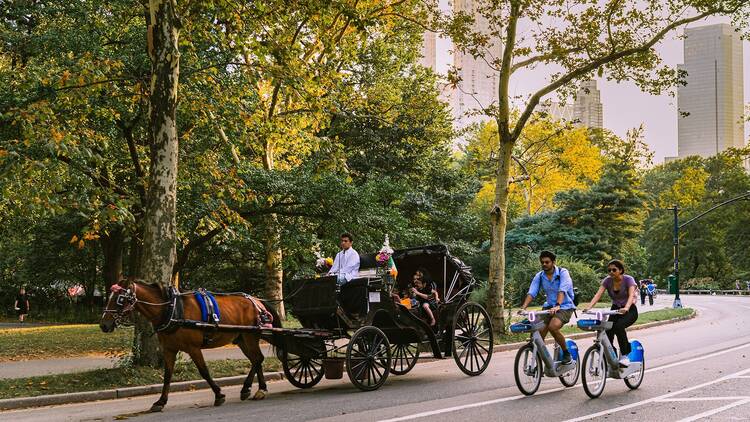 Carriage horses at Central Park