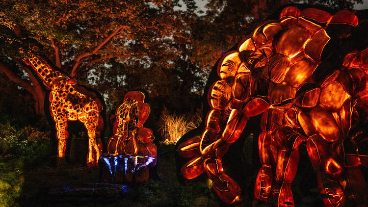 Pumpkin Nights Trail which shows carved pumpkins in the shape of animals such as an elephant and giraffe
