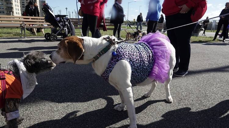 Two dogs in costumes facing each other 