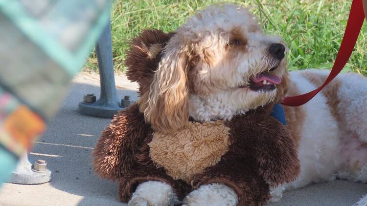 A dog sitting under a bench in a costume