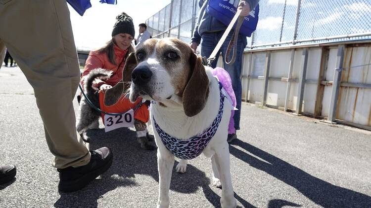 A dog facing the camera with a bandana on