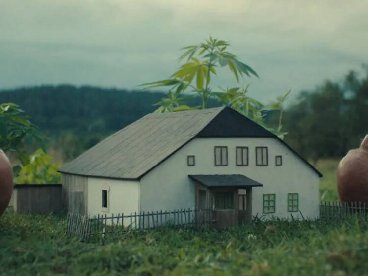 Better Go Mad in the Wild (Raději zešílet v divočině)