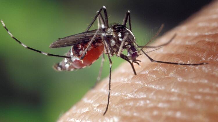 Chikungunya fever in Hong Kong: Symptoms, treatment, and what you shouldn’t do