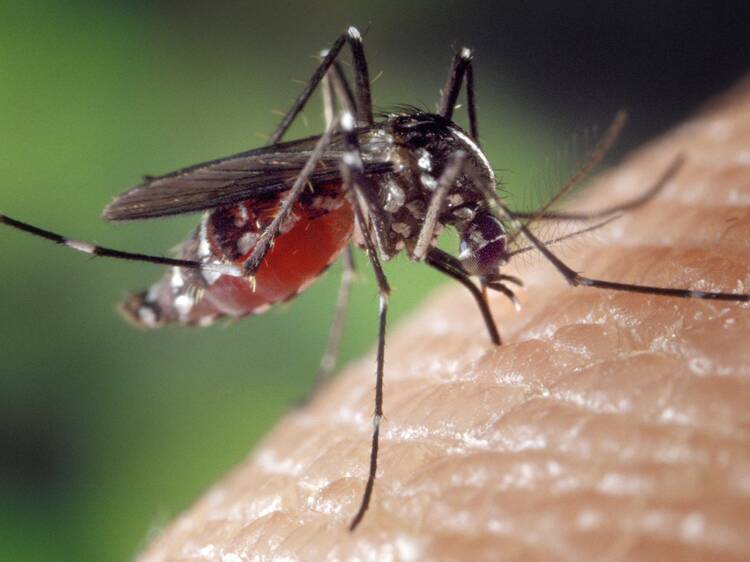 Chikungunya fever in Hong Kong: Symptoms, treatment, and what you shouldn’t do