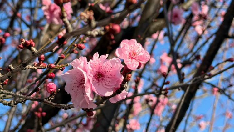 Cherry blossoms in August in Sydney