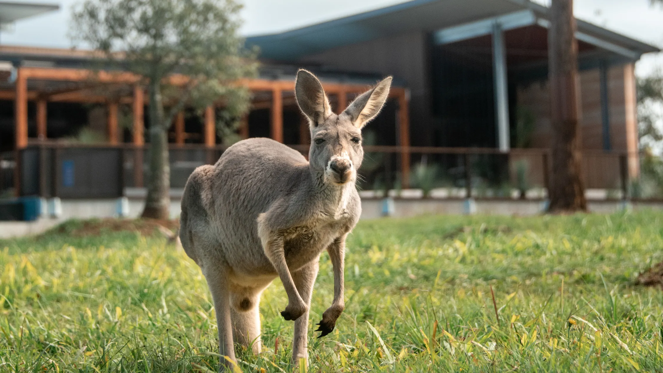 Kangaroo on grass
